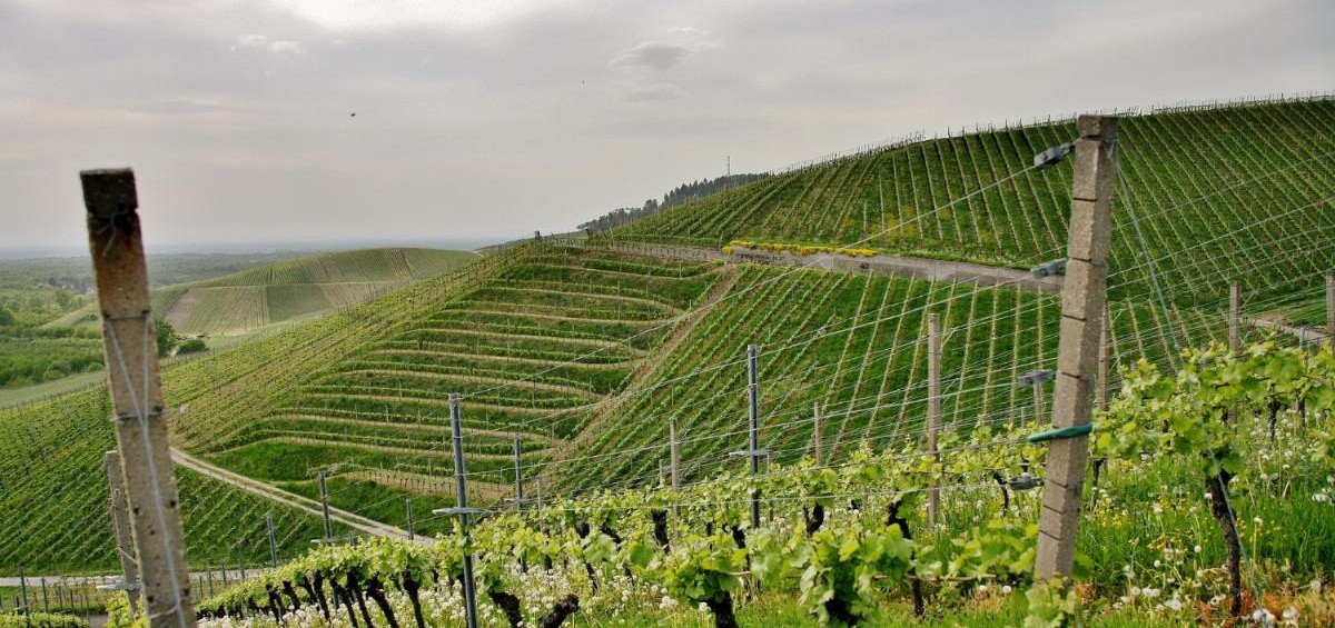 surrounded by rolling vineyards...